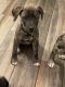 Presa Canario Puppies for sale in Dallas, TX, USA. price: NA