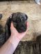 Presa Canario Puppies for sale in 7863 Allott Ave, Van Nuys, CA 91402, USA. price: NA