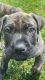 Presa Canario Puppies for sale in Douglasville, GA, USA. price: $1,500