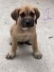 Presa Canario Puppies for sale in Park Forest, IL, USA. price: $2,000