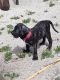 Presa Canario Puppies for sale in Fort Pierce, FL, USA. price: $1,200
