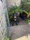 Presa Canario Puppies for sale in Jacksonville, FL, USA. price: NA