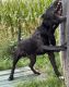 Presa Canario Puppies for sale in Cardington, OH 43315, USA. price: $2,000