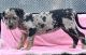 Presa Canario Puppies for sale in Stephenson, VA 22656, USA. price: $1,000