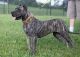 Presa Canario Puppies for sale in Louisville, KY, USA. price: NA