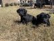 Presa Canario Puppies for sale in Gallatin, TN 37066, USA. price: $1,000