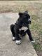 Presa Canario Puppies for sale in Stockbridge, GA, USA. price: $2,000