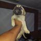 Presa Canario Puppies for sale in Forest Park, GA, USA. price: NA