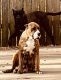 Presa Canario Puppies for sale in Huntsville, AL, USA. price: NA