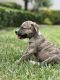 Presa Canario Puppies for sale in Miami, FL 33187, USA. price: $1,000