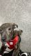 Presa Canario Puppies for sale in 4532 Van Kirk St, Philadelphia, PA 19135, USA. price: $3,000