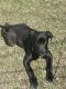 Presa Canario Puppies for sale in Troy, MI, USA. price: $900