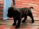Presa Canario Puppies for sale in Charles Town, WV 25414, USA. price: NA