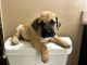 Presa Canario Puppies for sale in Charles Town, WV 25414, USA. price: NA