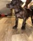 Presa Canario Puppies for sale in Elizabeth, NJ, USA. price: $2,500