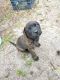 Presa Canario Puppies for sale in Zephyrhills, Florida. price: $1,500