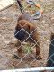 Presa Canario Puppies for sale in Zephyrhills, Florida. price: $1,500