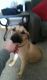 Presa Canario Puppies for sale in Louisville, KY, USA. price: NA