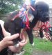 Presa Canario Puppies for sale in Harrisburg, IL 62946, USA. price: $600