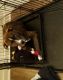 Presa Canario Puppies for sale in Baltimore, MD, USA. price: NA