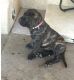 Presa Canario Puppies for sale in Batesburg-Leesville, SC, USA. price: NA