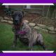 Presa Canario Puppies for sale in Canton, OH, USA. price: NA