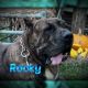 Presa Canario Puppies for sale in Canton, OH, USA. price: NA