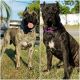 Presa Canario Puppies for sale in Miami, FL, USA. price: NA