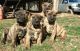 Presa Canario Puppies for sale in Bryson City, NC 28713, USA. price: $1,500