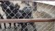 Presa Canario Puppies for sale in Sturgis, MI 49091, USA. price: NA