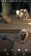 Presa Canario Puppies for sale in Gilbertsville, PA, USA. price: $950