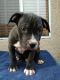 Presa Canario Puppies for sale in Charlotte, NC, USA. price: $400
