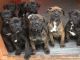 Presa Canario Puppies for sale in Boston, MA 02114, USA. price: NA