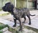 Presa Canario Puppies for sale in OR-99W, McMinnville, OR 97128, USA. price: NA