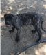 Presa Canario Puppies for sale in Louisville, KY 40241, USA. price: NA