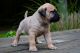 Presa Canario Puppies for sale in Ocean City, MD, USA. price: NA