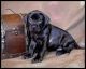 Presa Canario Puppies for sale in Avondale, AZ, USA. price: NA