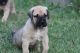 Presa Canario Puppies for sale in Houston, TX 77012, USA. price: NA