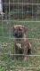 Presa Canario Puppies for sale in Flowery Branch, GA, USA. price: NA
