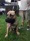 Presa Canario Puppies for sale in Lansing Charter Twp, MI, USA. price: NA