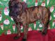 Presa Canario Puppies for sale in Macon, GA, USA. price: $1,000