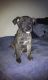 Presa Canario Puppies for sale in Lithonia, GA 30058, USA. price: NA