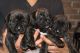 Presa Canario Puppies for sale in Texas City, TX, USA. price: NA