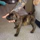 Presa Canario Puppies for sale in Milwaukee, WI, USA. price: NA