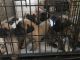 Presa Canario Puppies for sale in Tracy, CA, USA. price: NA