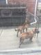Presa Canario Puppies for sale in Detroit, MI 48224, USA. price: $800