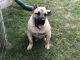 Presa Canario Puppies for sale in Holland, OH 43528, USA. price: NA