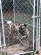 Presa Canario Puppies for sale in Reedville, VA 22539, USA. price: NA