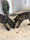 Presa Canario Puppies for sale in Howe, IN 46746, USA. price: NA