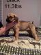 Presa Canario Puppies for sale in Taylorsville, KY 40071, USA. price: NA
